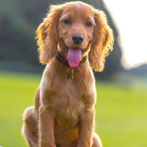 Meet your Posher, Casey